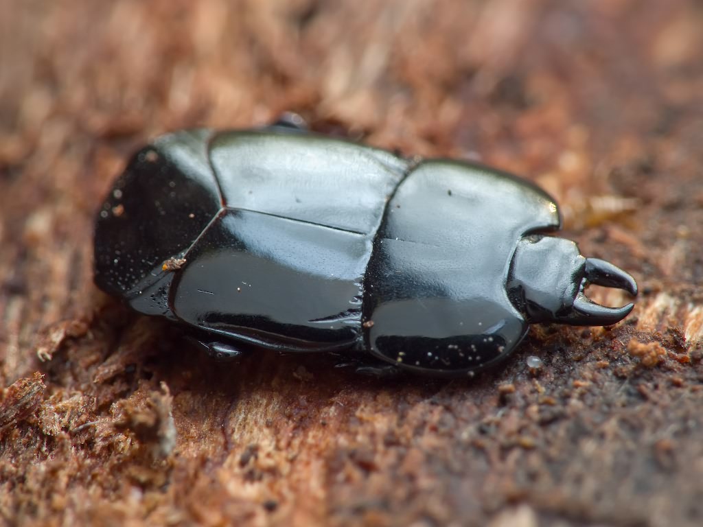 Hololepta plana (Sulzer, 1776)